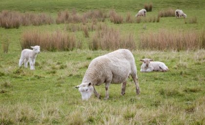 Sheep grazing in a paddock.
